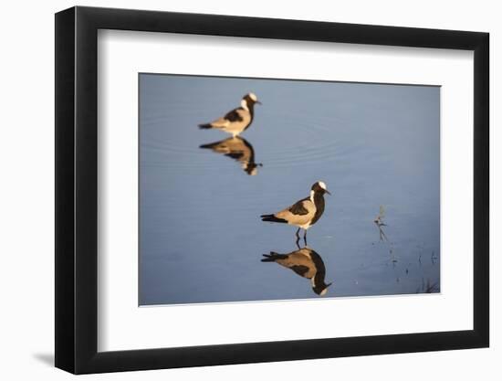 Blacksmith Plover-Michele Westmorland-Framed Photographic Print