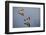 Blacksmith Plover-Michele Westmorland-Framed Photographic Print