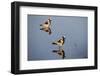 Blacksmith Plover-Michele Westmorland-Framed Photographic Print