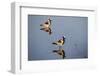 Blacksmith Plover-Michele Westmorland-Framed Photographic Print