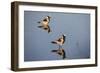 Blacksmith Plover-Michele Westmorland-Framed Photographic Print