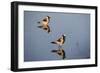 Blacksmith Plover-Michele Westmorland-Framed Photographic Print