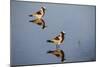 Blacksmith Plover-Michele Westmorland-Mounted Photographic Print