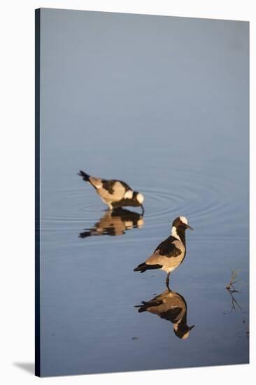 Blacksmith Plover-Michele Westmorland-Stretched Canvas