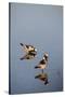 Blacksmith Plover-Michele Westmorland-Stretched Canvas
