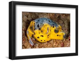 Blackspotted puffer curled up on reef, Philippines-David Fleetham-Framed Photographic Print