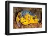 Blackspotted puffer curled up on reef, Philippines-David Fleetham-Framed Photographic Print