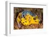 Blackspotted puffer curled up on reef, Philippines-David Fleetham-Framed Photographic Print