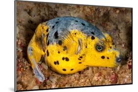 Blackspotted puffer curled up on reef, Philippines-David Fleetham-Mounted Photographic Print