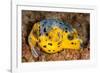 Blackspotted puffer curled up on reef, Philippines-David Fleetham-Framed Photographic Print