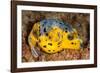 Blackspotted puffer curled up on reef, Philippines-David Fleetham-Framed Photographic Print