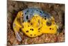 Blackspotted puffer curled up on reef, Philippines-David Fleetham-Mounted Photographic Print