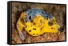 Blackspotted puffer curled up on reef, Philippines-David Fleetham-Framed Stretched Canvas