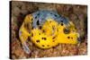 Blackspotted puffer curled up on reef, Philippines-David Fleetham-Stretched Canvas