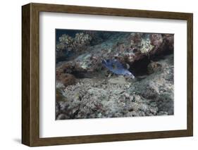 Blackspotted Puffer, Fiji-Stocktrek Images-Framed Photographic Print