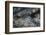 Blackspotted Puffer, Fiji-Stocktrek Images-Framed Photographic Print