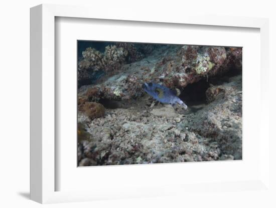 Blackspotted Puffer, Fiji-Stocktrek Images-Framed Photographic Print