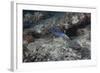 Blackspotted Puffer, Fiji-Stocktrek Images-Framed Photographic Print