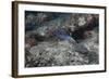 Blackspotted Puffer, Fiji-Stocktrek Images-Framed Photographic Print