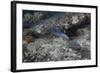 Blackspotted Puffer, Fiji-Stocktrek Images-Framed Photographic Print