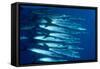 Blacktail Barracuda-null-Framed Stretched Canvas