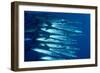 Blacktail Barracuda-null-Framed Photographic Print