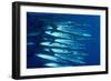 Blacktail Barracuda-null-Framed Photographic Print