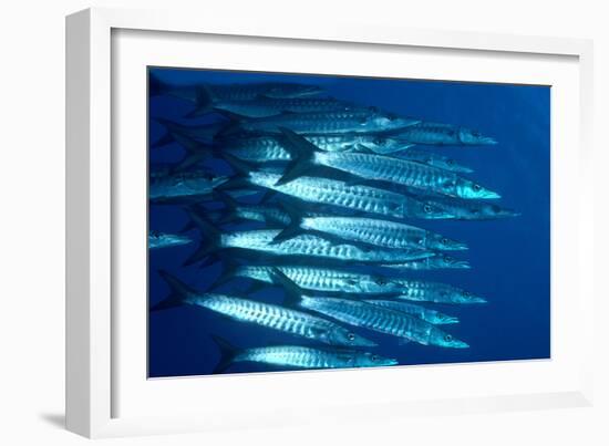 Blacktail Barracuda-null-Framed Photographic Print