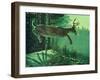 Blacktail Buck-Stan Galli-Framed Giclee Print