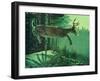 Blacktail Buck-Stan Galli-Framed Giclee Print