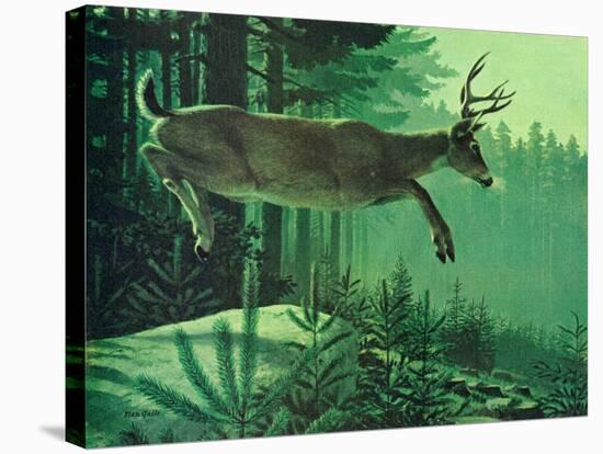 Blacktail Buck-Stan Galli-Stretched Canvas