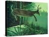 Blacktail Buck-Stan Galli-Stretched Canvas