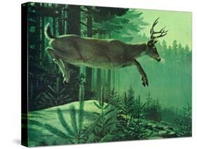 Blacktail Buck-Stan Galli-Stretched Canvas