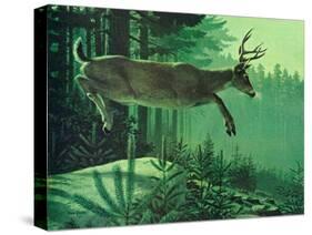 Blacktail Buck-Stan Galli-Stretched Canvas