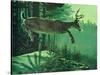 Blacktail Buck-Stan Galli-Stretched Canvas