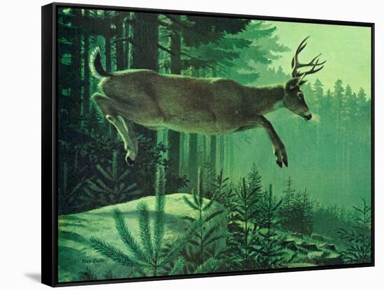 Blacktail Buck-Stan Galli-Framed Stretched Canvas