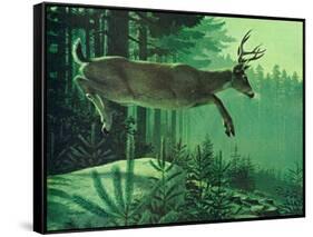 Blacktail Buck-Stan Galli-Framed Stretched Canvas