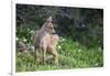 Blacktail Deer Fawn in Meadow, Olympic NP, Washington, USA-Gary Luhm-Framed Photographic Print