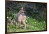 Blacktail Deer Fawn in Meadow, Olympic NP, Washington, USA-Gary Luhm-Framed Photographic Print