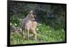 Blacktail Deer Fawn in Meadow, Olympic NP, Washington, USA-Gary Luhm-Framed Photographic Print