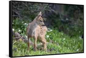Blacktail Deer Fawn in Meadow, Olympic NP, Washington, USA-Gary Luhm-Framed Stretched Canvas