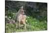 Blacktail Deer Fawn in Meadow, Olympic NP, Washington, USA-Gary Luhm-Stretched Canvas