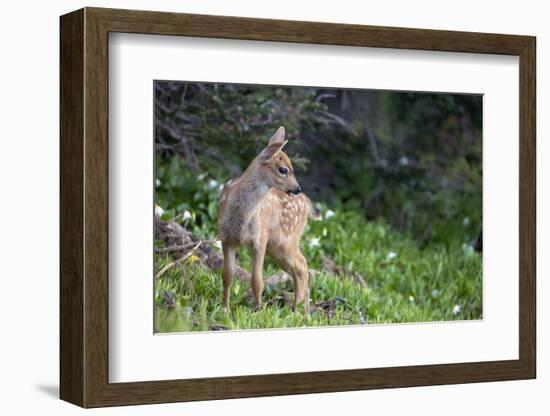 Blacktail Deer Fawn in Meadow, Olympic NP, Washington, USA-Gary Luhm-Framed Photographic Print