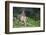 Blacktail Deer Fawn in Meadow, Olympic NP, Washington, USA-Gary Luhm-Framed Photographic Print