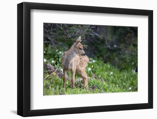 Blacktail Deer Fawn in Meadow, Olympic NP, Washington, USA-Gary Luhm-Framed Photographic Print
