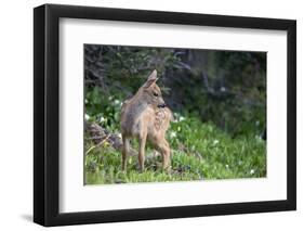 Blacktail Deer Fawn in Meadow, Olympic NP, Washington, USA-Gary Luhm-Framed Photographic Print