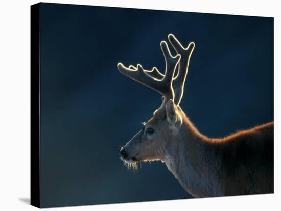 Blacktail or Mule Deer, Olympic National Park, Washington, USA-Art Wolfe-Stretched Canvas