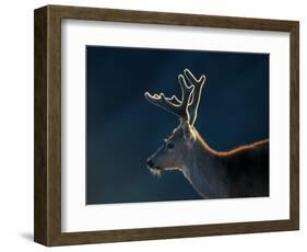 Blacktail or Mule Deer, Olympic National Park, Washington, USA-Art Wolfe-Framed Photographic Print