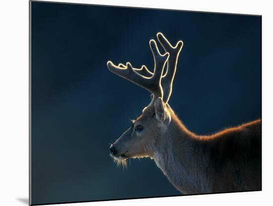 Blacktail or Mule Deer, Olympic National Park, Washington, USA-Art Wolfe-Mounted Photographic Print