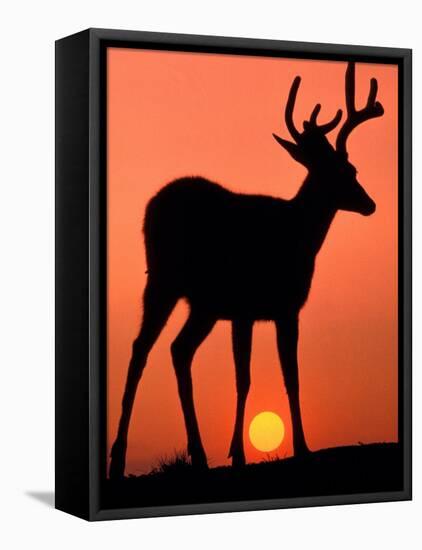 Blacktail or Mule Deer Silhouetted at Sunset, Olympic National Park, Washington, USA-Art Wolfe-Framed Stretched Canvas